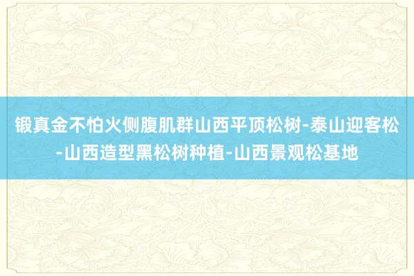锻真金不怕火侧腹肌群山西平顶松树-泰山迎客松-山西造型黑松树种植-山西景观松基地